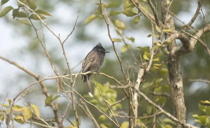 Framed Print : A Red-vented Bulbul (Pycnonotus cafer) on a tree branch Framed Print : A Red-vented Bulbul (Pycnonotus cafer) on a tree branch