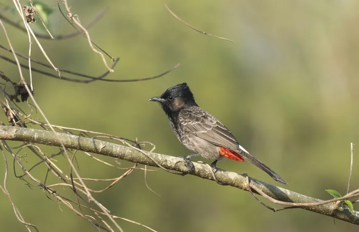 Framed Print : A Red-vented Bulbul (Pycnonotus cafer) on a tree branch