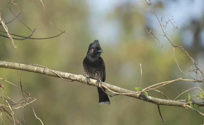Framed Print : A Red-vented Bulbul (Pycnonotus cafer) on a tree branch