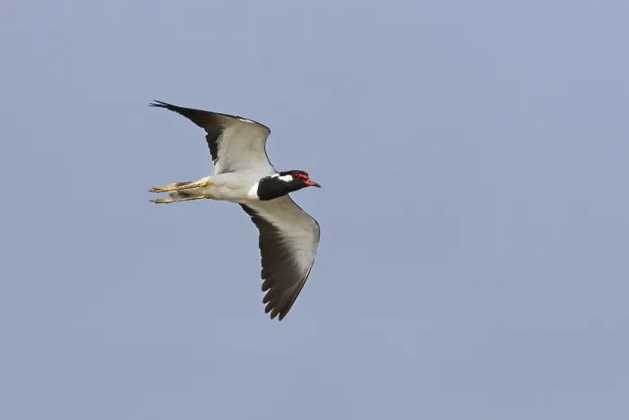 Framed Print : Red-wattled Lapwing (Vanellus indicus) flying