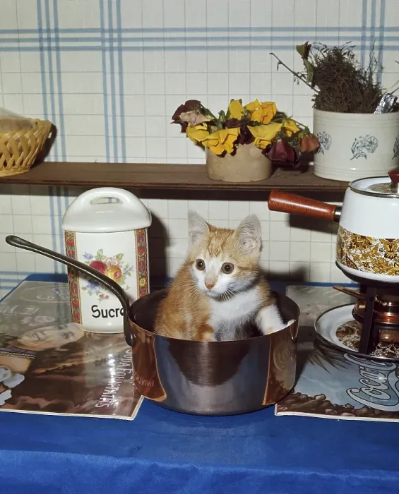 Framed Print : Red and White Domestic Cat, Kitten standing in Saucepan