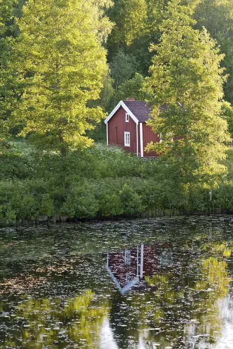 Framed Print : Red and white house on a lake between birch trees