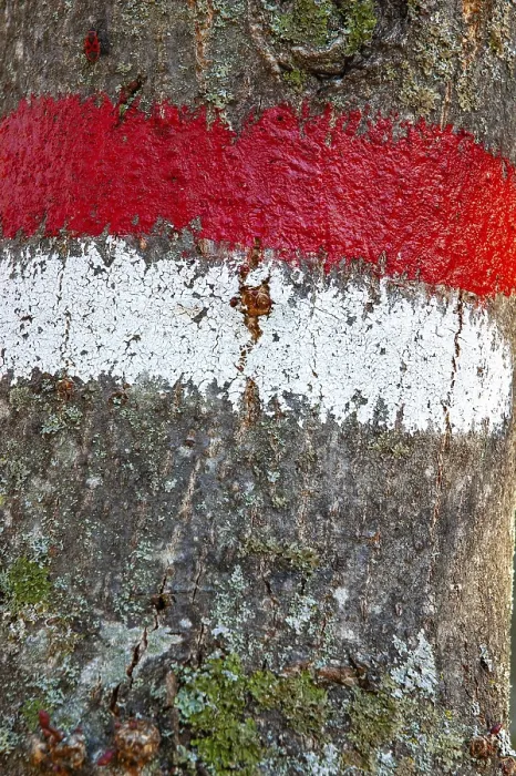 Framed Print : Red and white sign on a tree trunk used to mark paths in the forest Framed Print : Red and white sign on a tree trunk used to mark paths in the forest
