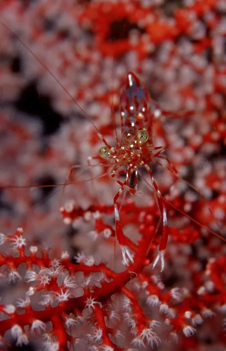 Framed Print : Red-white spotted Cleander Shrimp Framed Print : Red-white spotted Cleander Shrimp