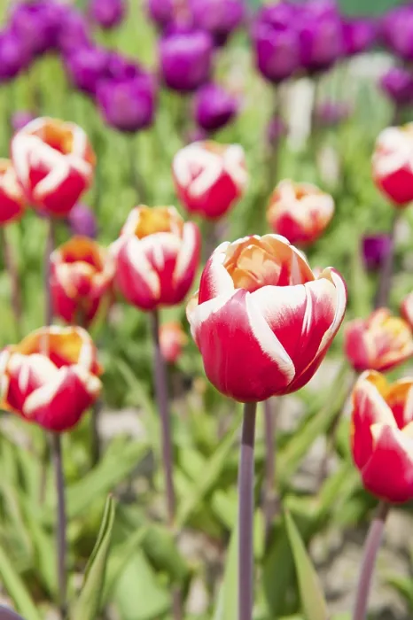 Framed Print : Red and white tulips in the flower fields