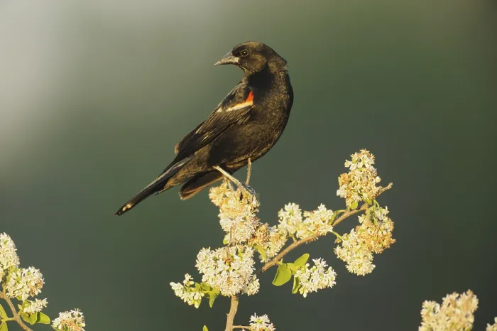 Framed Print : Red-winged Blackbird (Agelaius phoeniceus)