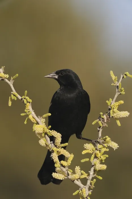 Framed Print : Red-winged Blackbird (Agelaius phoeniceus)
