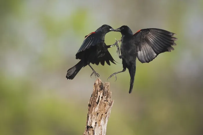 Framed Print : Red-winged Blackbird (Agelaius phoeniceus)