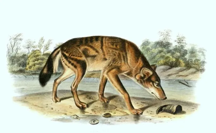 Framed Print : Red wolf, Canis rufus, digitally restored reproduction of an original from the 19th century