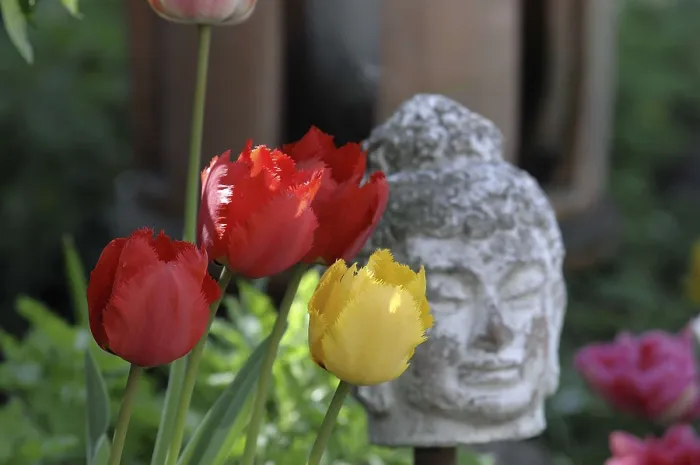 Framed Print : Red and yellow tulips next to a Buddha statue in the garden Framed Print : Red and yellow tulips next to a Buddha statue in the garden