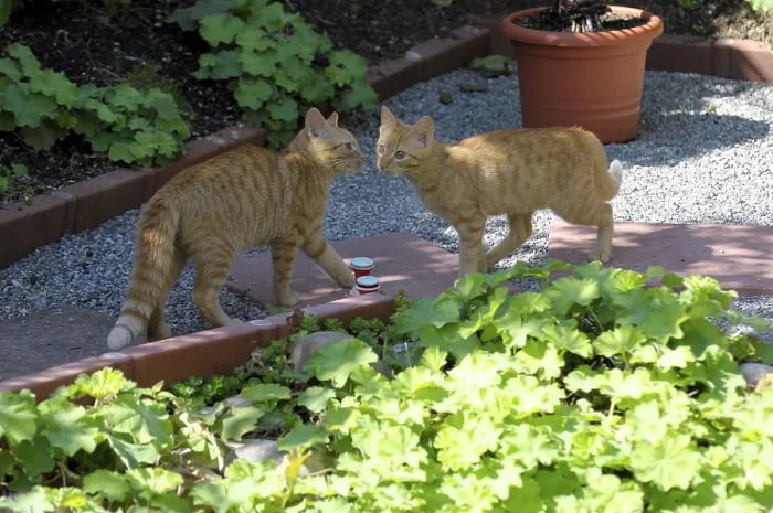 Framed Print : Red young felidae in the garden Framed Print : Red young felidae in the garden