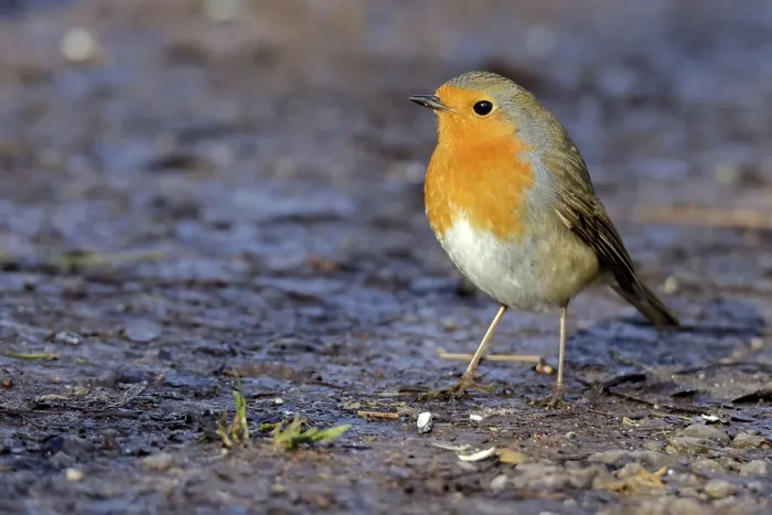 Framed Print : redbreast