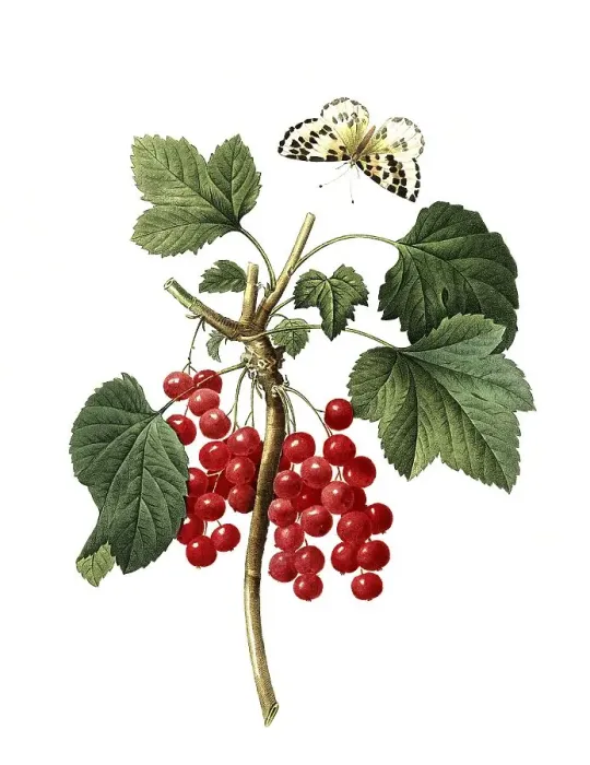 Framed Print : Redcurrant (Ribes rubrum), digital reproduction of an original from the 18th century