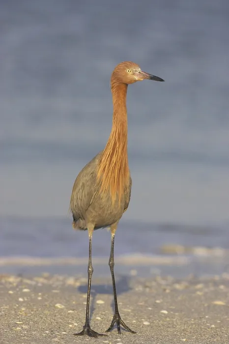 Framed Print : Reddish egret (Egretta rufescens) adult Framed Print : Reddish egret (Egretta rufescens) adult