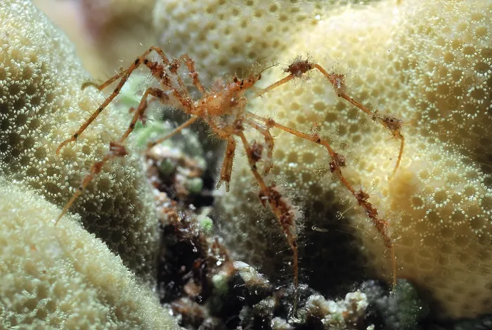 Framed Print : Reddish spider crab (Achaeus spinosus)