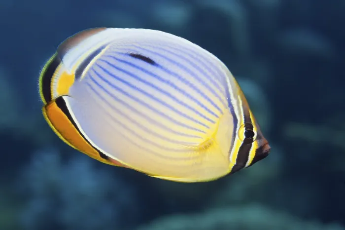 Framed Print : Redfin Butterflyfish, Thaa Atoll