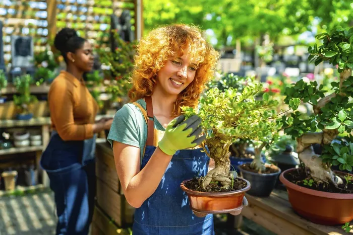Framed Print : Redhead gardener wearing gloves holding a bonsai tree in a terracotta pot