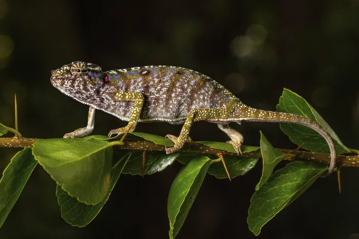 Framed Print : Rediscovered female voeltzkow's chameleon (Furcifer voeltzkowi)