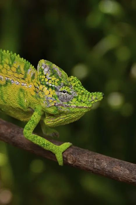 Framed Print : Rediscovered male voeltzkow's chameleon (Furcifer voeltzkowi)