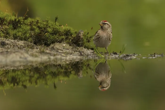 Framed Print : Redpoll (Acanthis flammea)