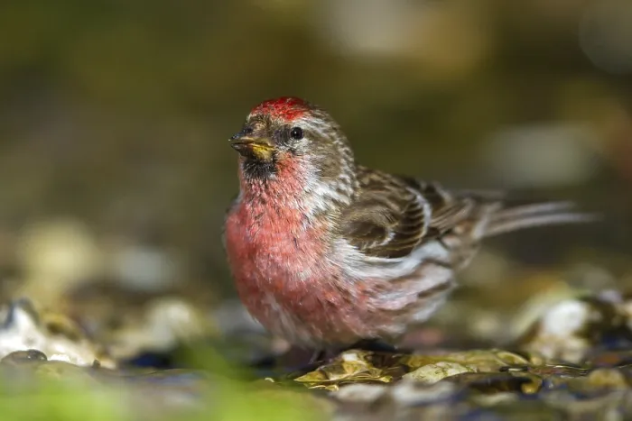 Framed Print : Redpoll - male drinking (Carduelis flammea)