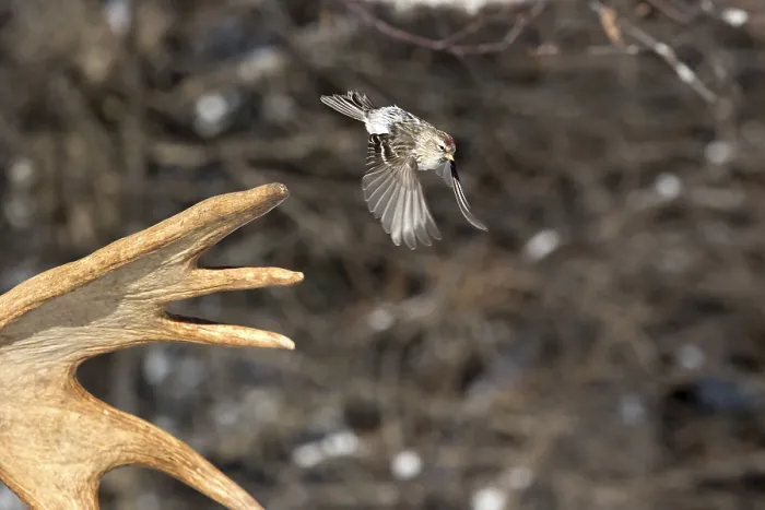 Framed Print : Redpoll Siskin (Carduelis flammea) detaching from moose antlers
