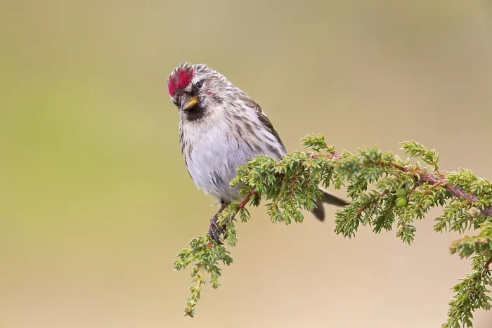 Framed Print : Redpoll, songbird, family of goldfinches Framed Print : Redpoll, songbird, family of goldfinches