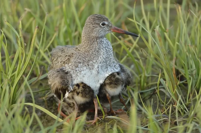 Framed Print : Redshank (Tringa totanuns) gathering its chicks protectively under its plumage