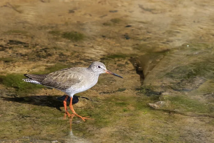 Framed Print : Redshank (Tringa totanus) looking for a meal