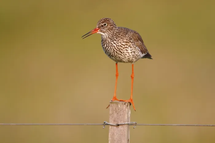 Framed Print : Redshank (Tringa totanus) perched on a fence post Framed Print : Redshank (Tringa totanus) perched on a fence post