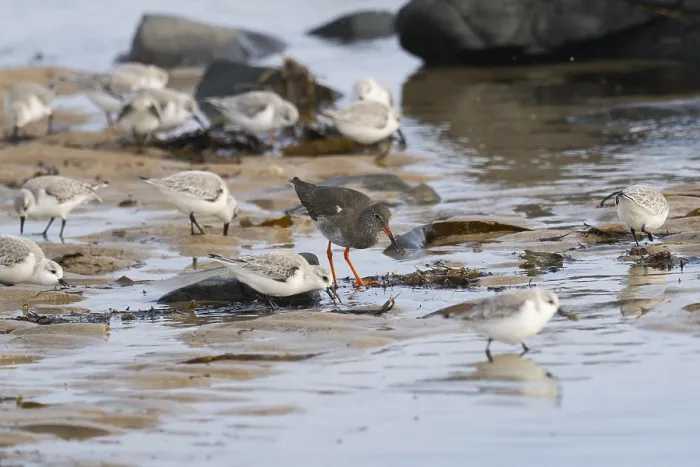 Framed Print : Redshank (Tringa totanus), and Sanderlings (Calidris alba) Framed Print : Redshank (Tringa totanus), and Sanderlings (Calidris alba)