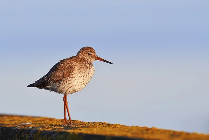 Framed Print : Redshank (Tringa totanus), Schleswig-Holstein Framed Print : Redshank (Tringa totanus), Schleswig-Holstein