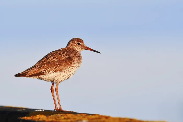 Framed Print : Redshank (Tringa totanus), Schleswig-Holstein Framed Print : Redshank (Tringa totanus), Schleswig-Holstein