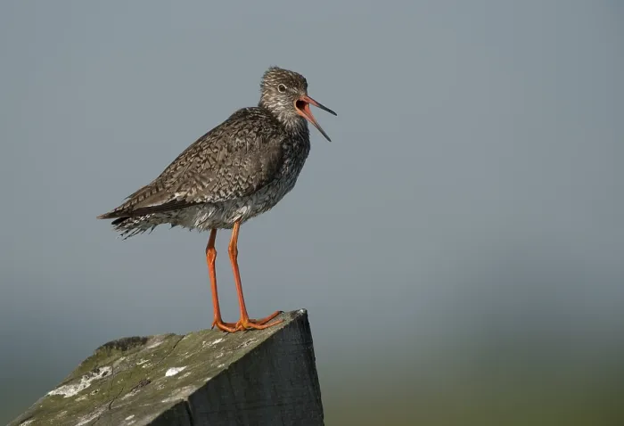 Framed Print : Redshank (Tringa totanus), Texel