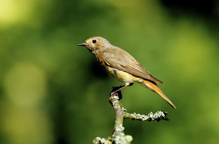 Framed Print : Redstart (Phoenicurus), female perched on a branch Framed Print : Redstart (Phoenicurus), female perched on a branch