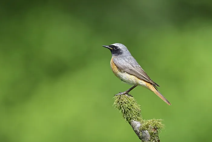 Framed Print : Redstart (Phoenicurus phoenicurus)