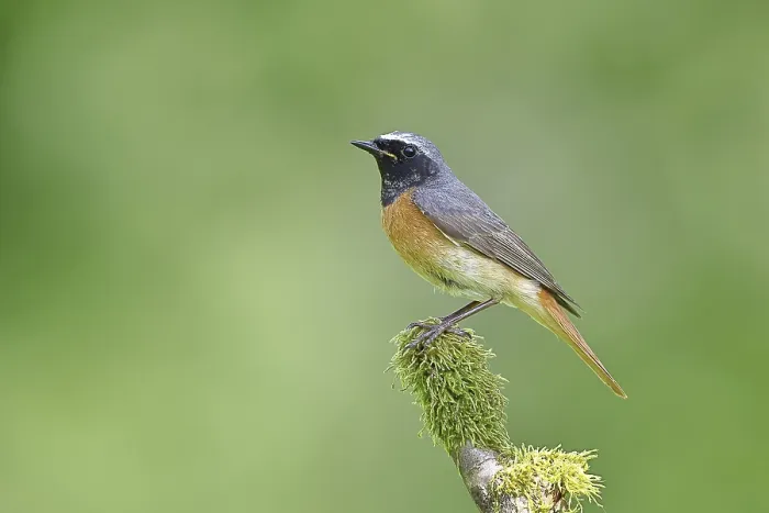 Framed Print : Redstart (Phoenicurus phoenicurus) Framed Print : Redstart (Phoenicurus phoenicurus)