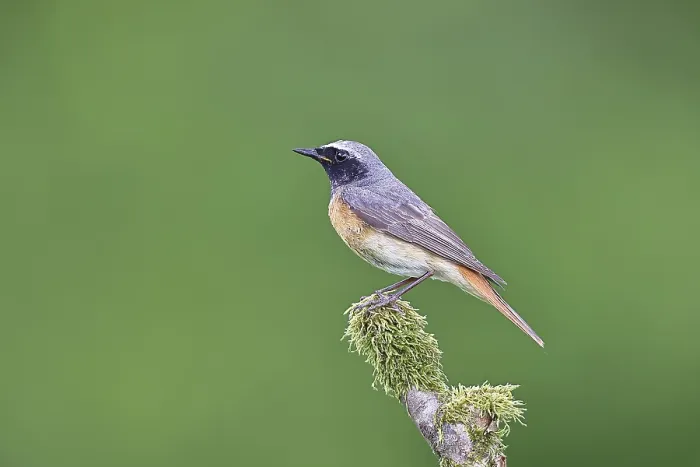 Framed Print : Redstart (Phoenicurus phoenicurus) Framed Print : Redstart (Phoenicurus phoenicurus)