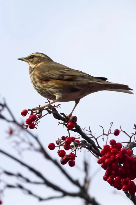 Framed Print : Redwing (Turdus iliacus) perched on a branch with red berrys