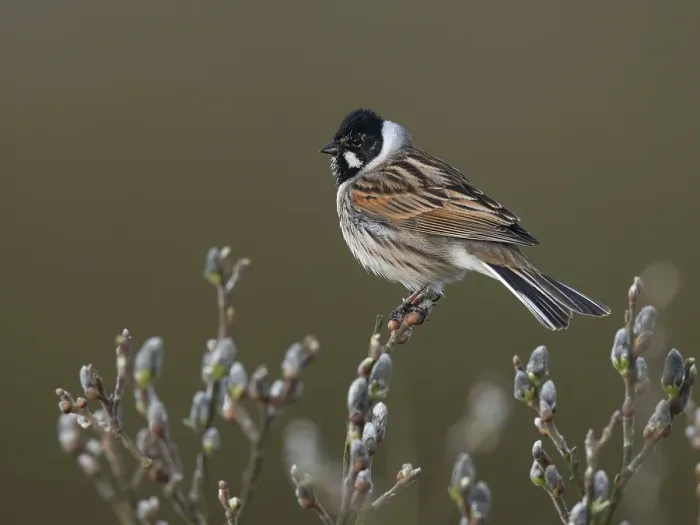 Framed Print : Reed bunting (Emberiza schoeniclus) Framed Print : Reed bunting (Emberiza schoeniclus)