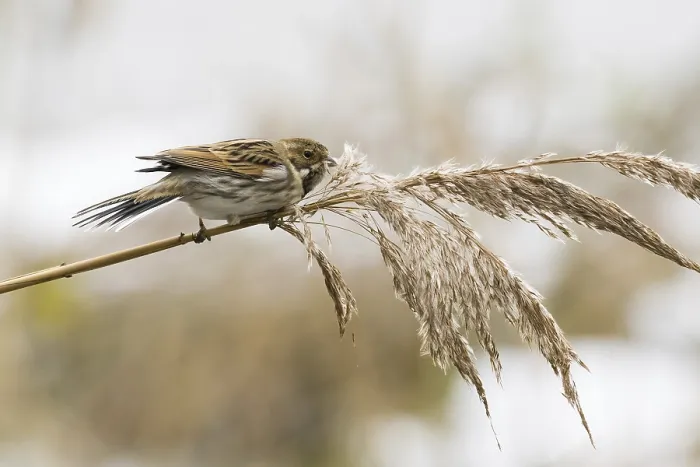 Framed Print : A reed bunting (Emberiza schoeniclus)
