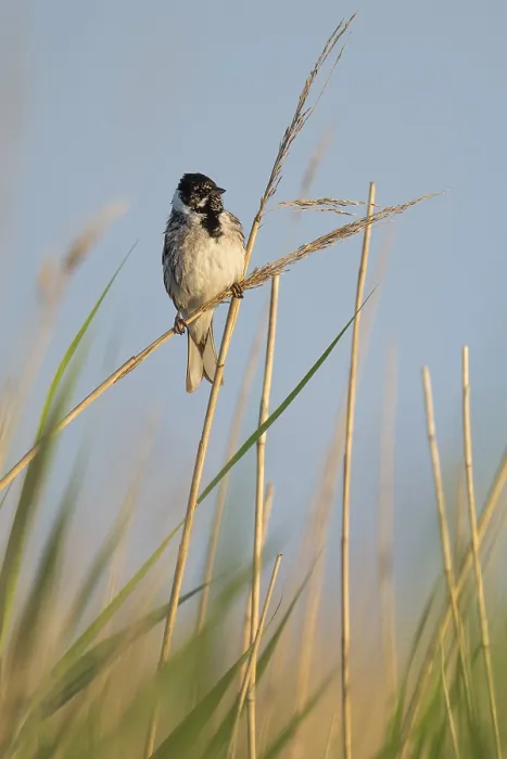 Framed Print : Reed bunting (Emberiza schoeniclus)