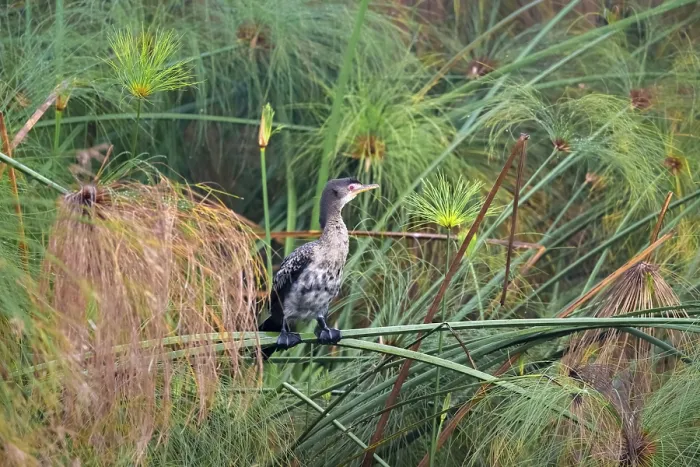 Framed Print : Reed Cormorant (Phalacrocorax africanus)