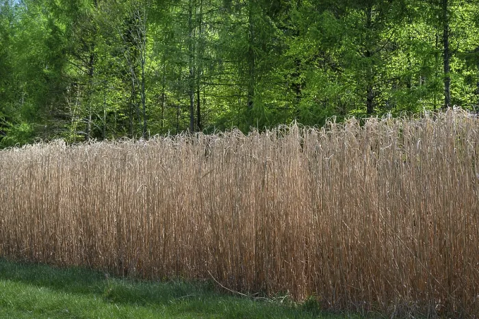 Framed Print : Reed cultivation (Miscanthus), Franconia