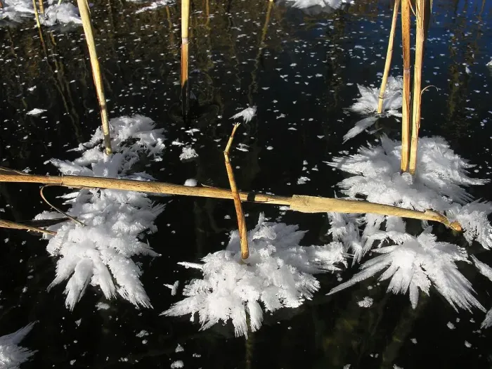 Framed Print : Reed and ice crystals frozen lake