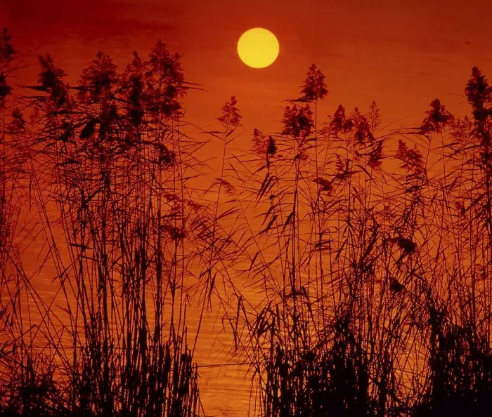 Framed Print : Reed, reed stalks in the sundown in the lake