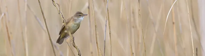 Framed Print : Reed warbler, (Acrocephalus arundinaceus)