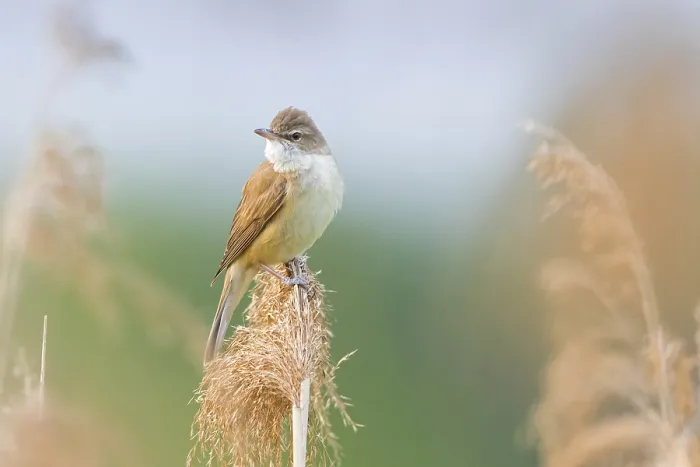 Framed Print : Reed warbler, (Acrocephalus arundinaceus)