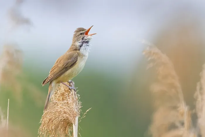 Framed Print : Reed warbler, (Acrocephalus arundinaceus)