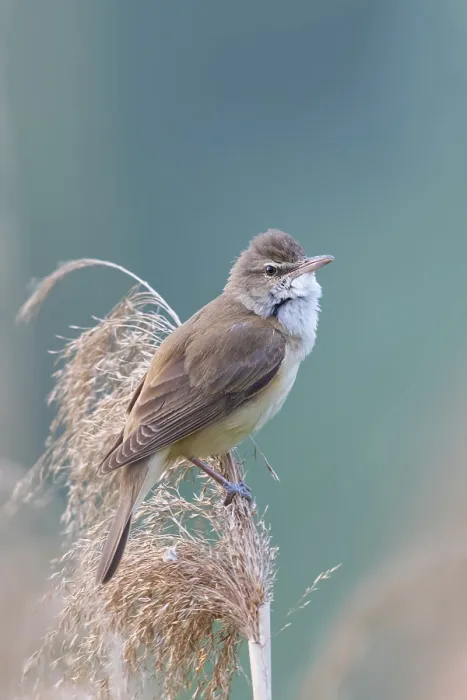 Framed Print : Reed warbler, (Acrocephalus arundinaceus)